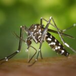 Co jak komar ugryzie niemowlaka?